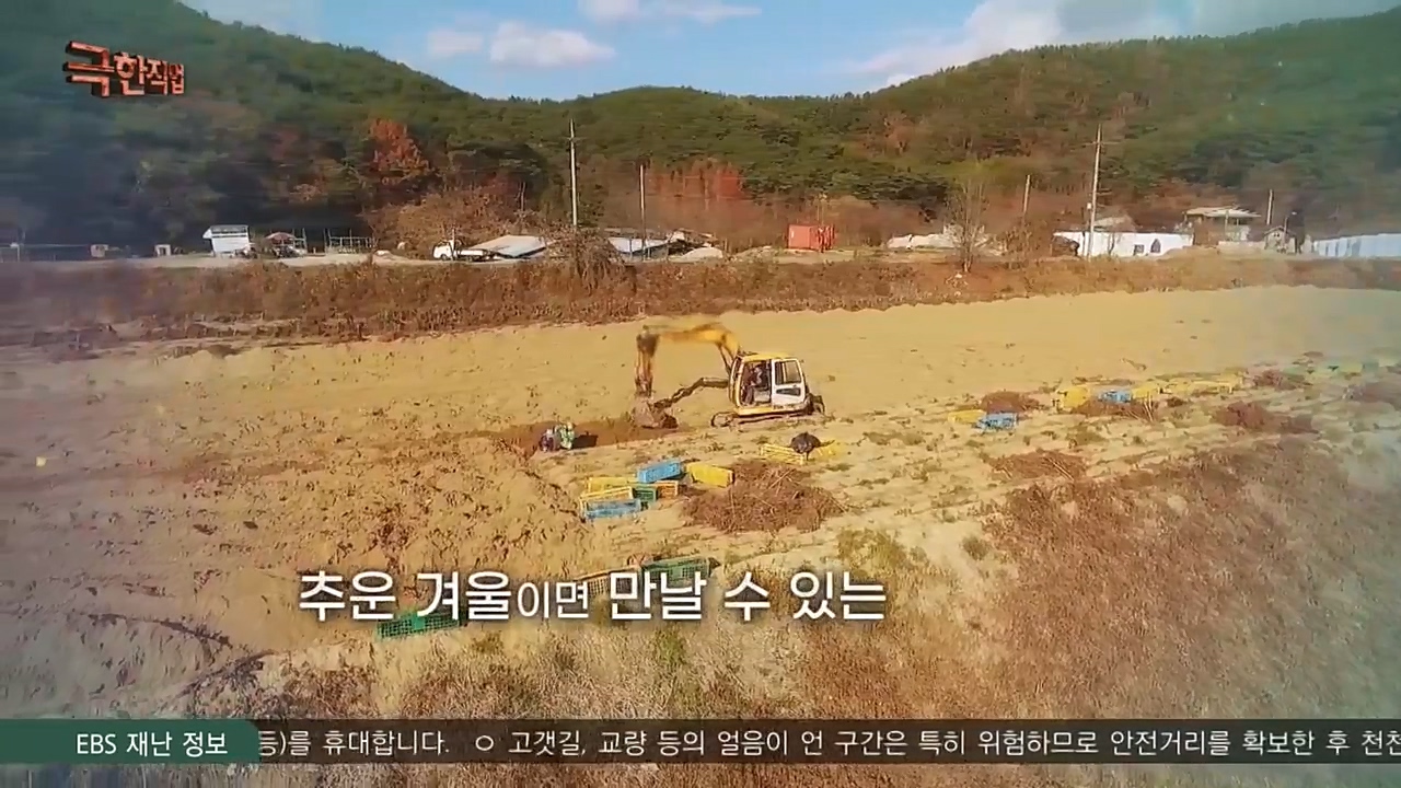 [극한직업] 추울수록 맛있다 장(長)마와 대방어.E734.221218p-NEXT.mp4_20221219_193359.790.jpg