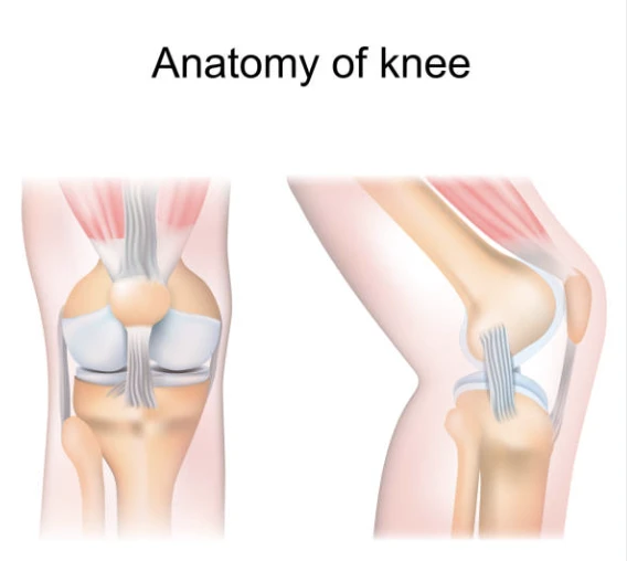 무릎의 구성