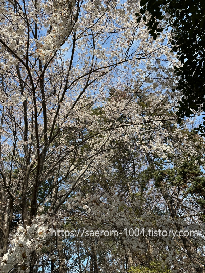 유엔 기념공원 내 벚꽃4