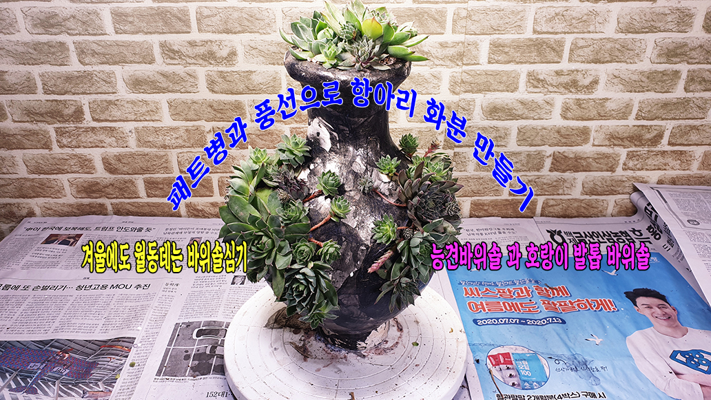 항아리와바위솔 이미지