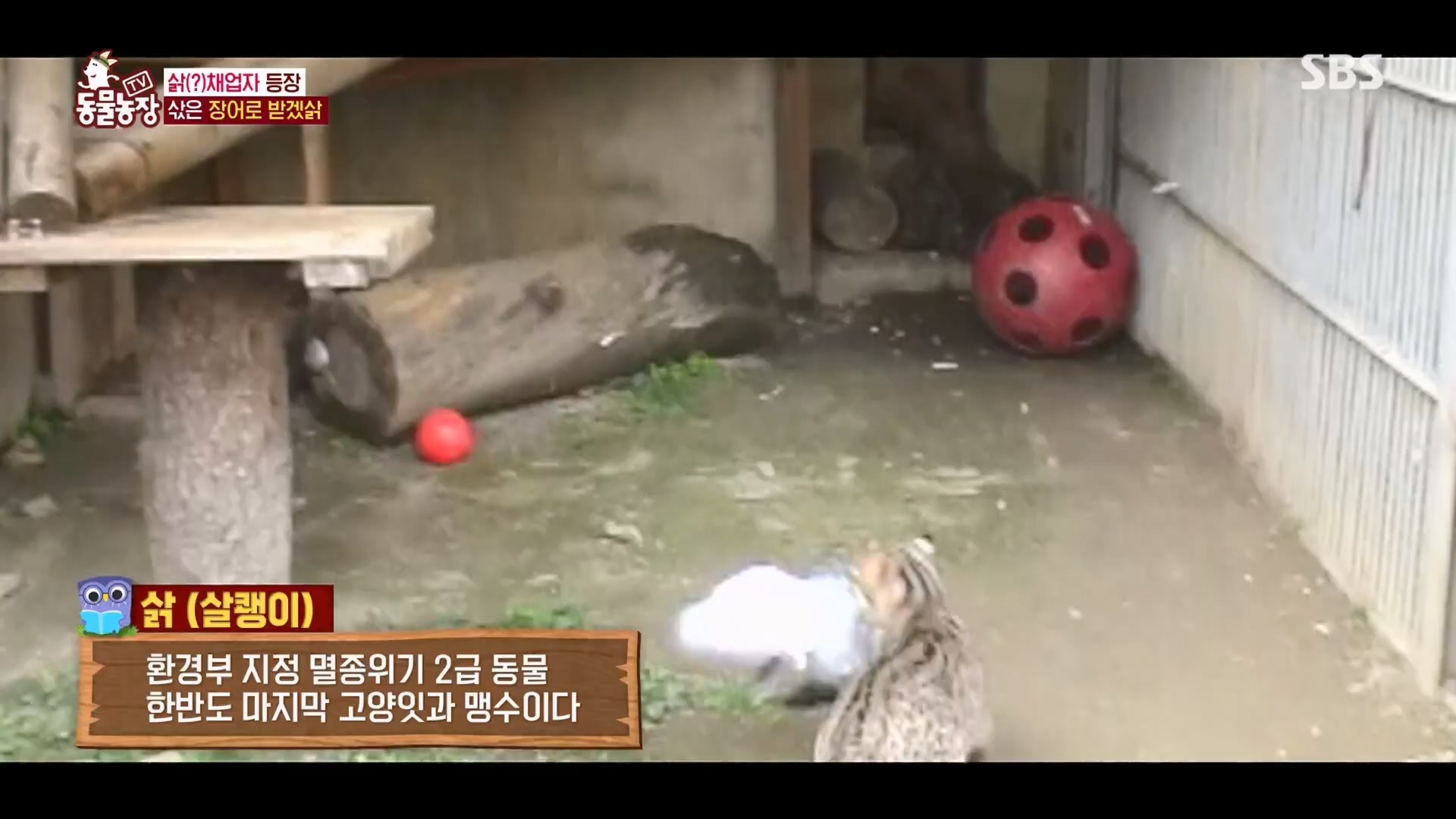 TV 동물농장.E1165.240331p.H264-F1RST.mp4_20240331_144345.741.jpg