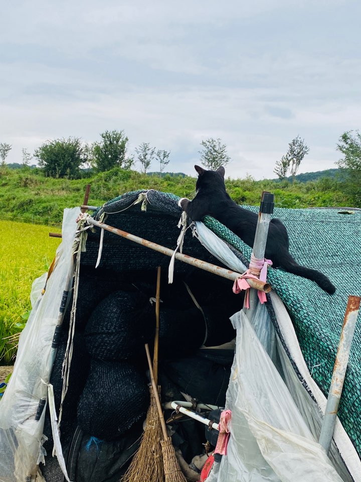 가을 들판 사진 가을 들판에서 11
