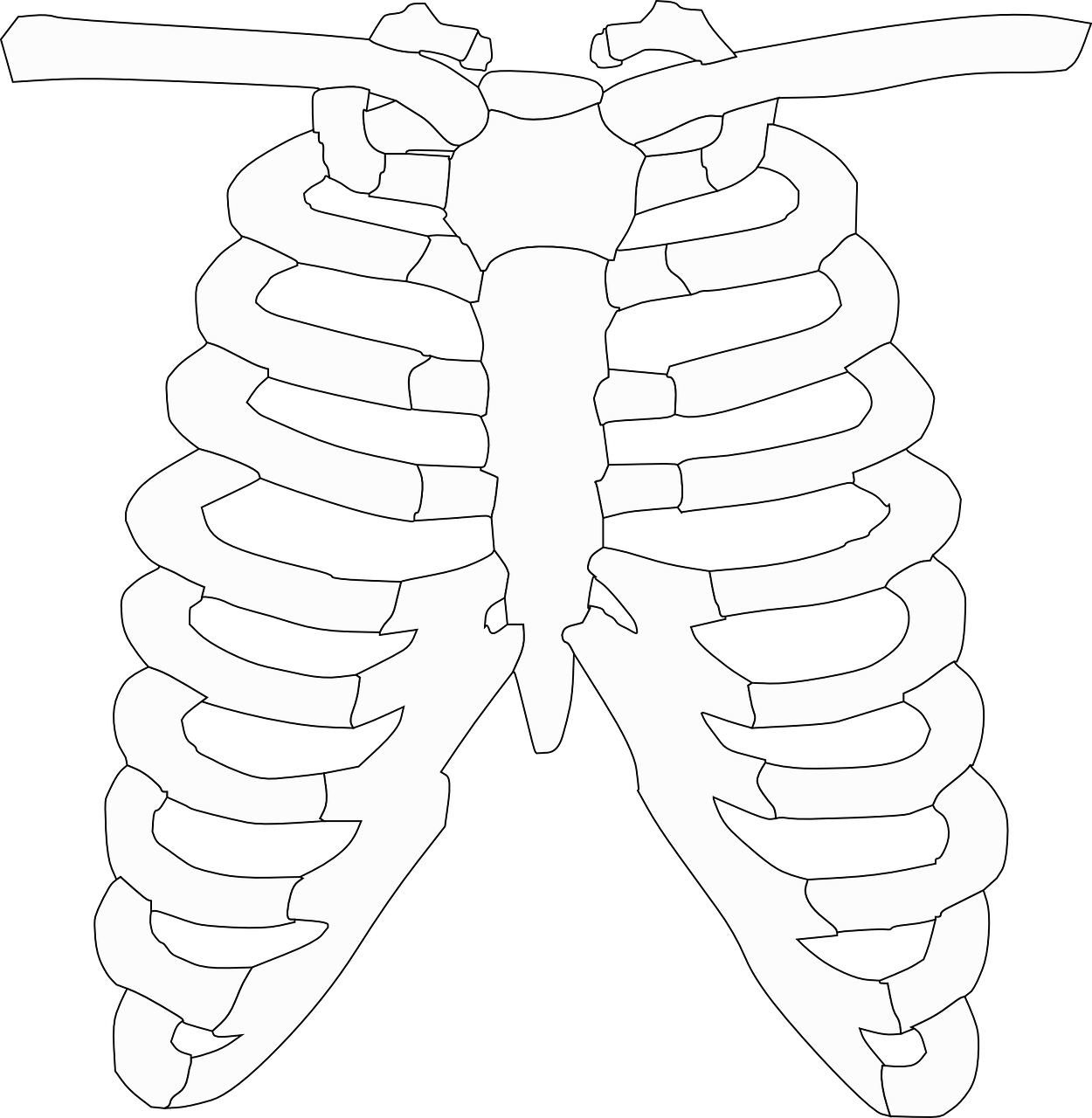 흉곽 thorax