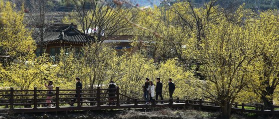 산수유꽃축제