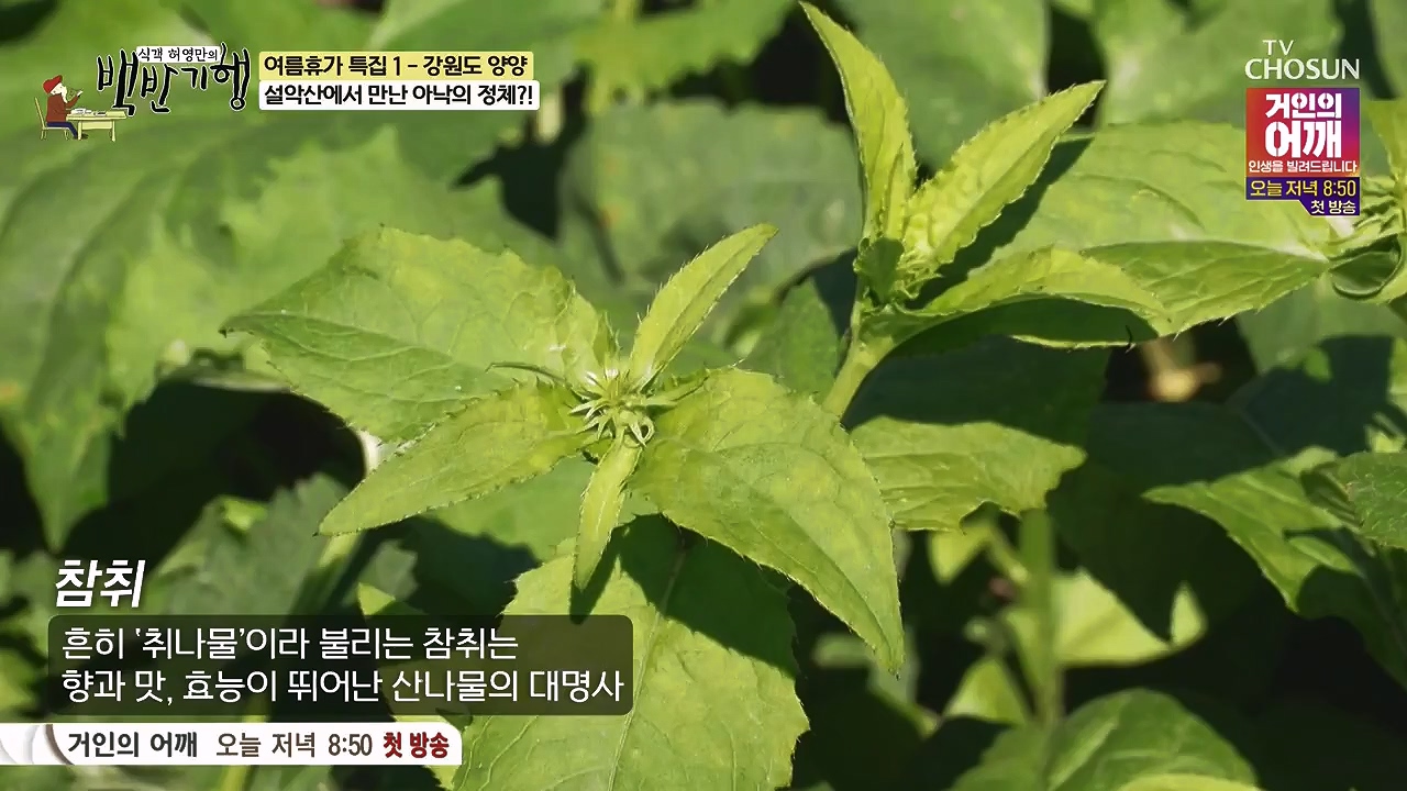 식객 허영만의 백반기행.E257.240722p-NEXT.mp4_20240722_194758.145.jpg