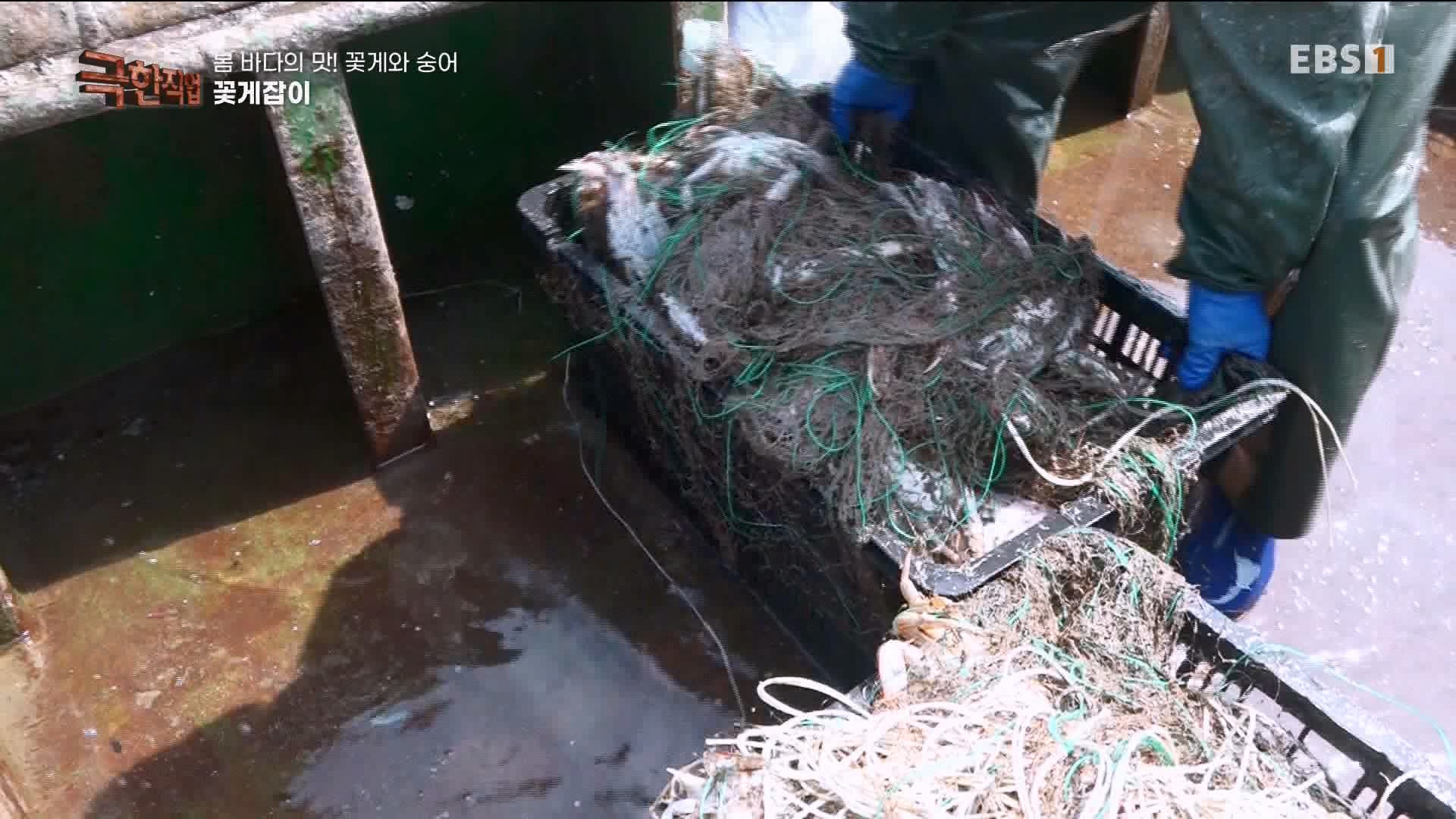극한 직업 꽃게와 숭어 1080p.mp4_20230530_194642.660.jpg