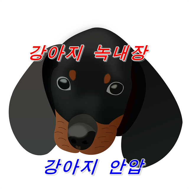  개의 녹내장
