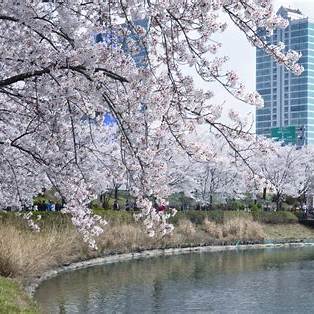 서울의 봄, 벚꽃과 함께하는 완벽한 하루 서울맛집