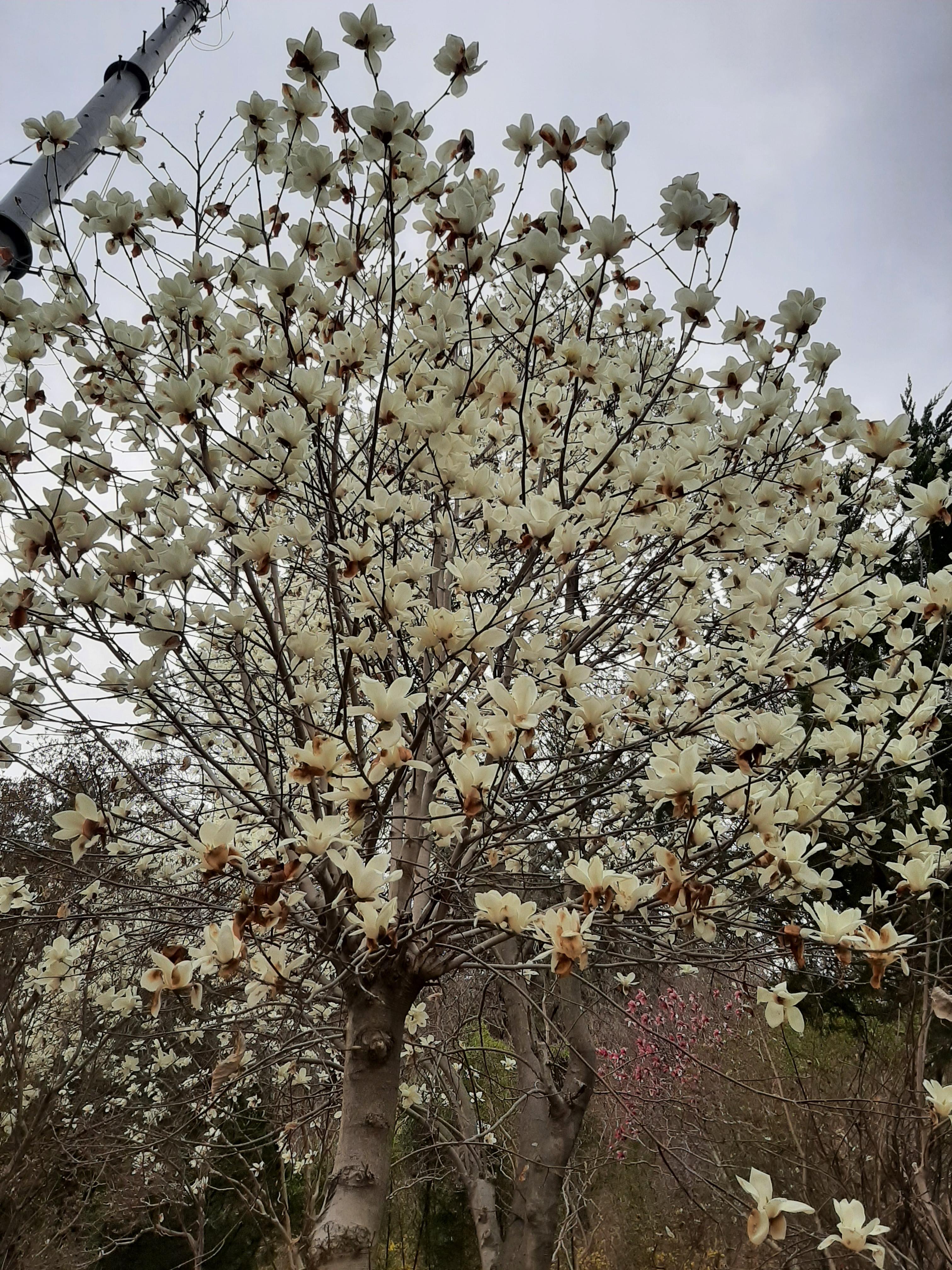 봄꽃 목련과 벚꽃이 한창입니다 / 꽃길만 걸으면 (03/23/22) 19