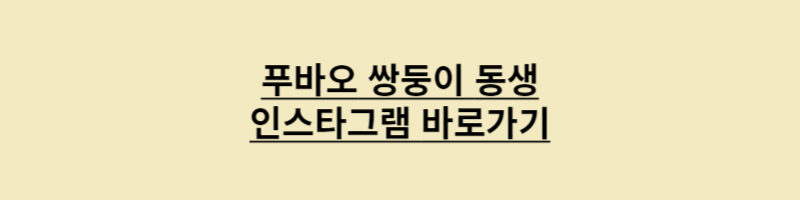 푸바오 동생 인스타그램 바로가기