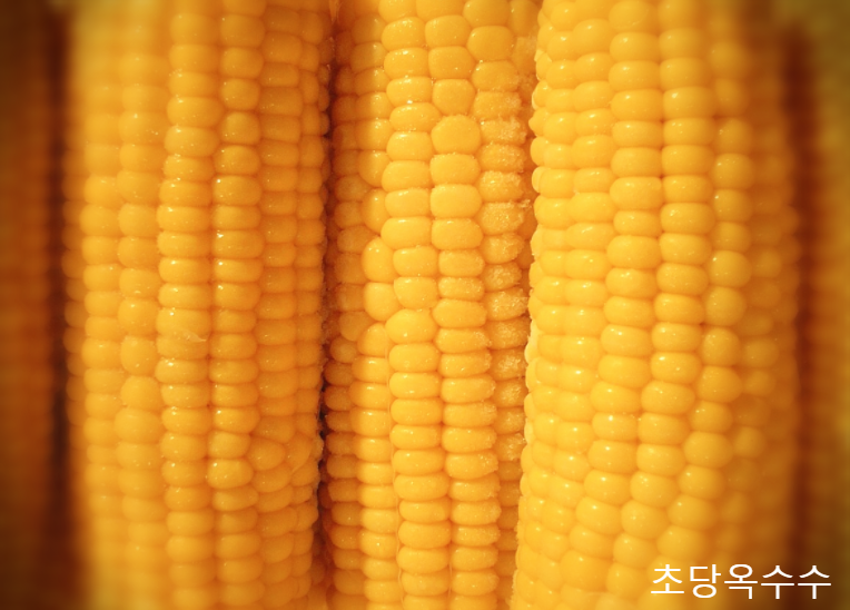  아주 달콤한 초당옥수수 칼로리, 보관법, 삶는법, 효능을 한번 살펴보도록해요
