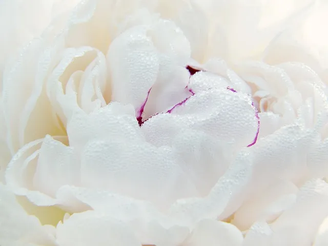 모란 꽃 특성 해설_9