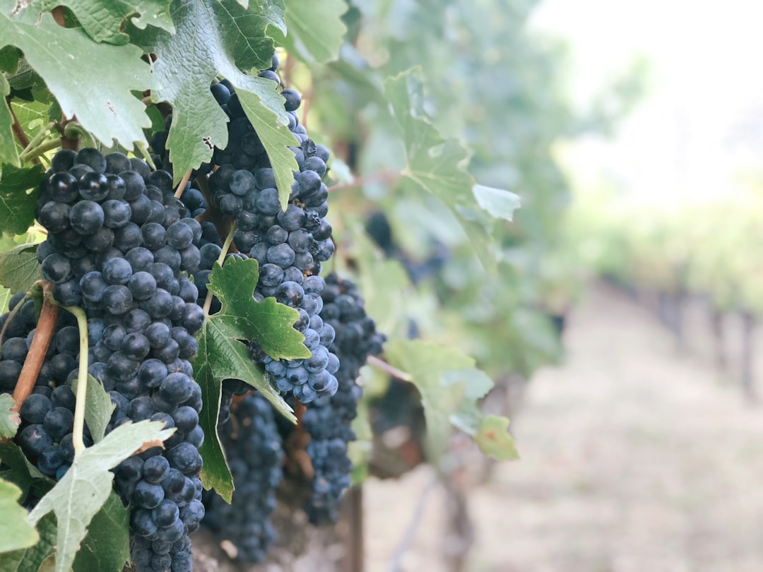 Napa.