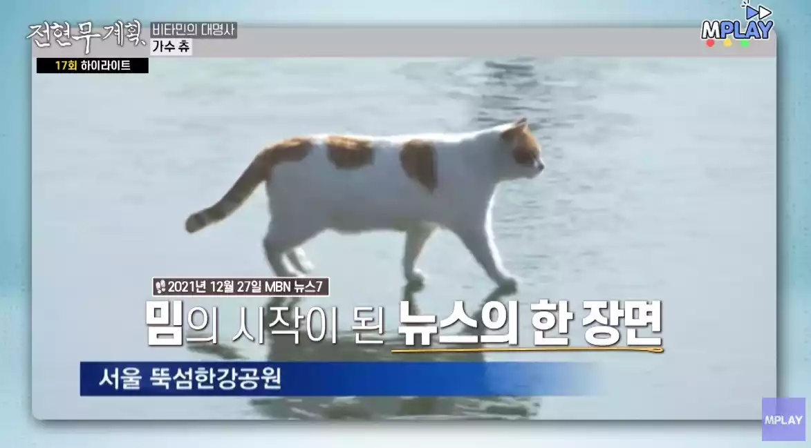 고양이