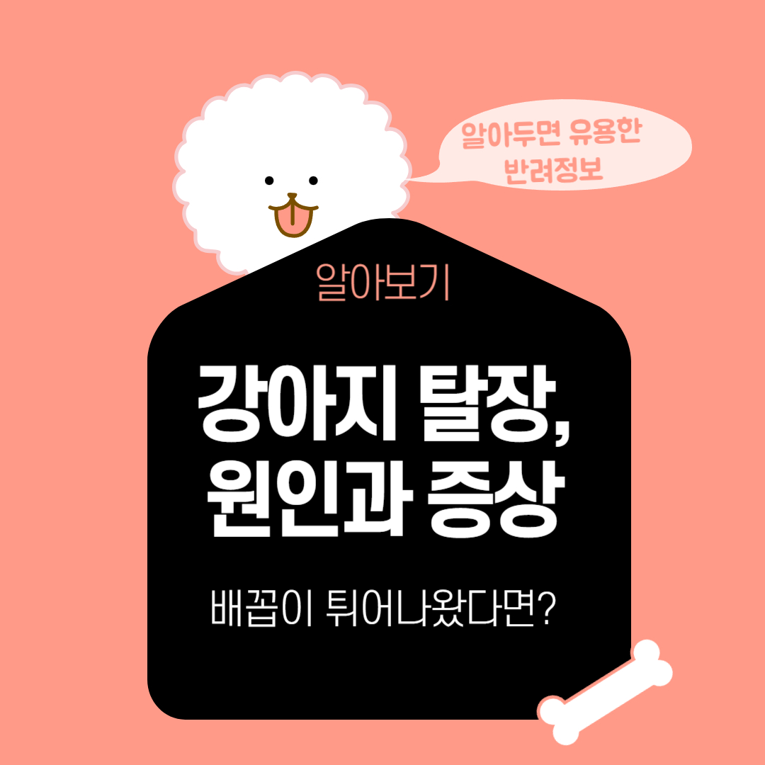 강아지 탈장, 배꼽이 튀어나왔다면 의심하세요! 원인과 증상