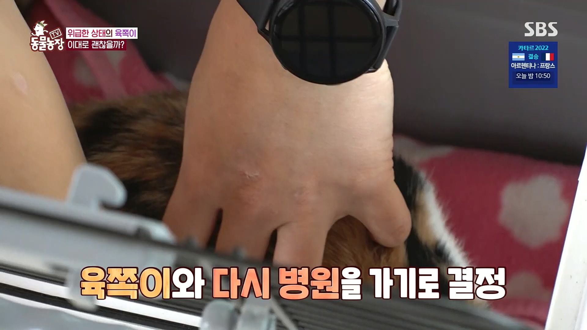 TV 동물농장.E1100.221218p.H264-F1RST.mp4_20221218_183453.003.jpg