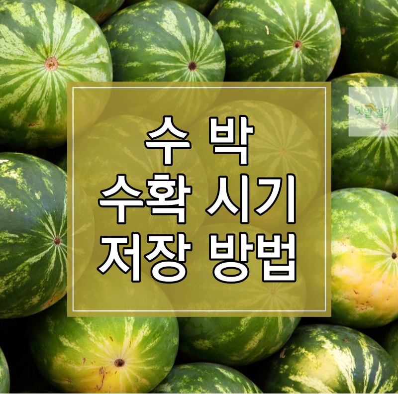 수박 수확시기 저장방법