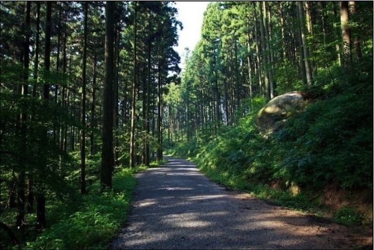 축령산 편백숲