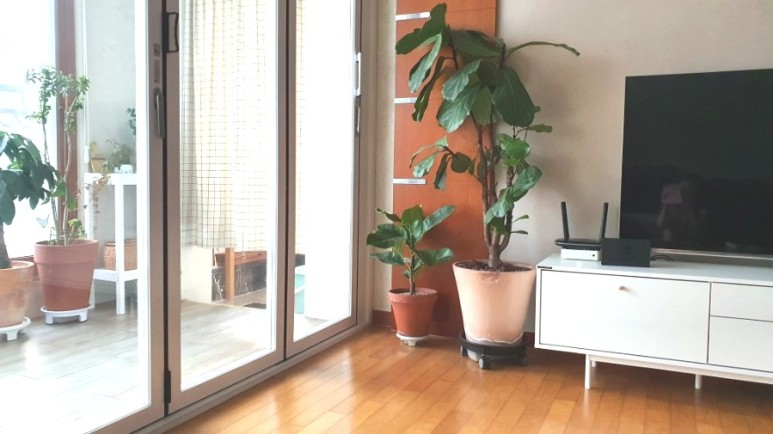 식물 인테리어로 뱅갈고무 나무 키우기 집에서 키우는 거실 반려 6