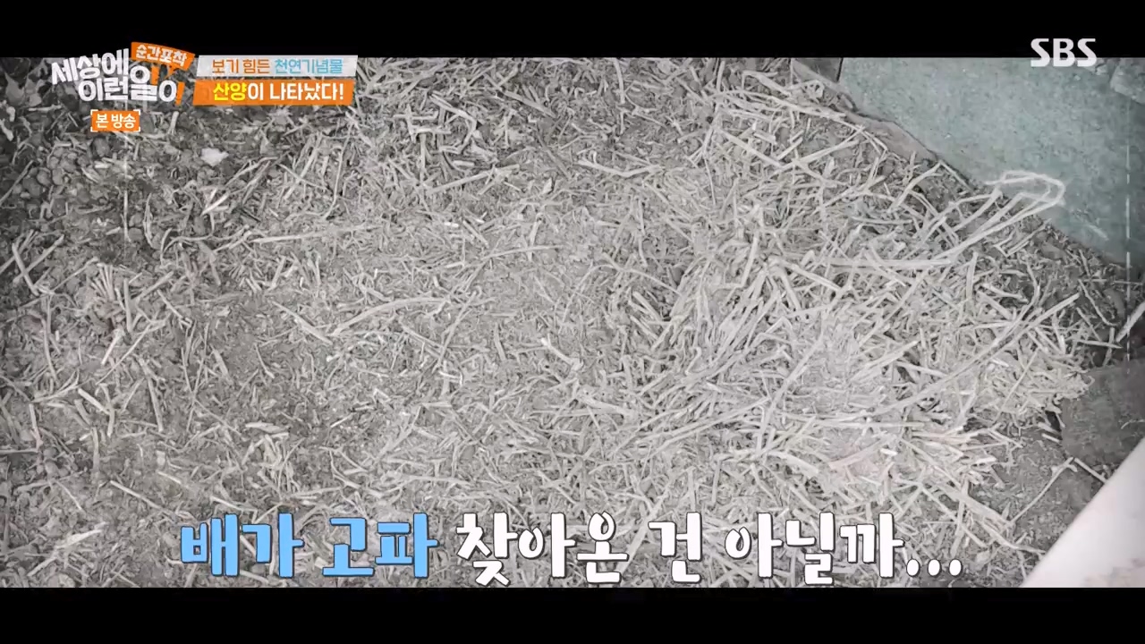 순간포착 세상에 이런일이.E1268.240310p-NEXT.mp4_20240310_132537.858.jpg