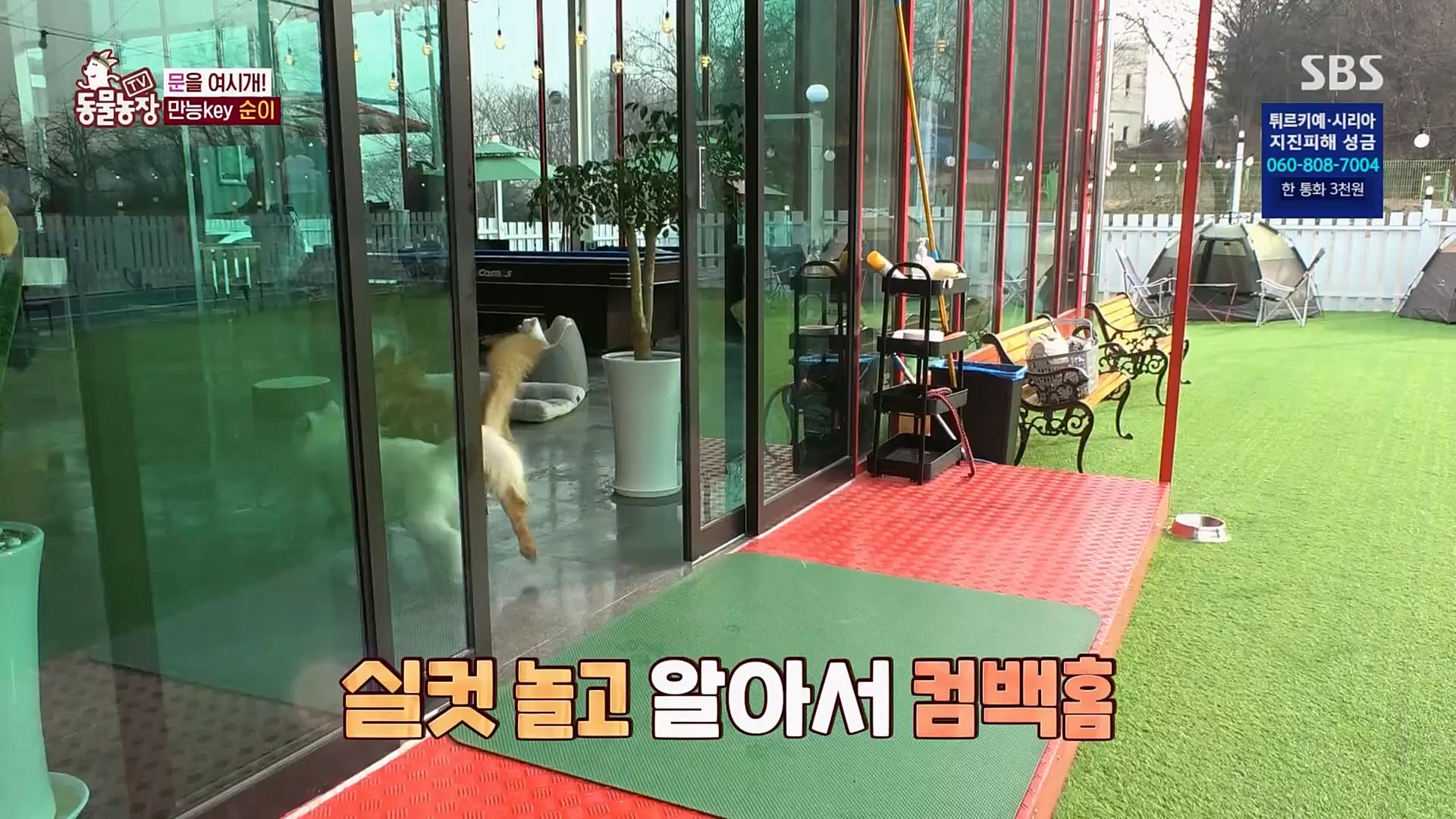 TV 동물농장.E1109.230219p.H264-F1RST.mp4_20230219_142822.901.jpg