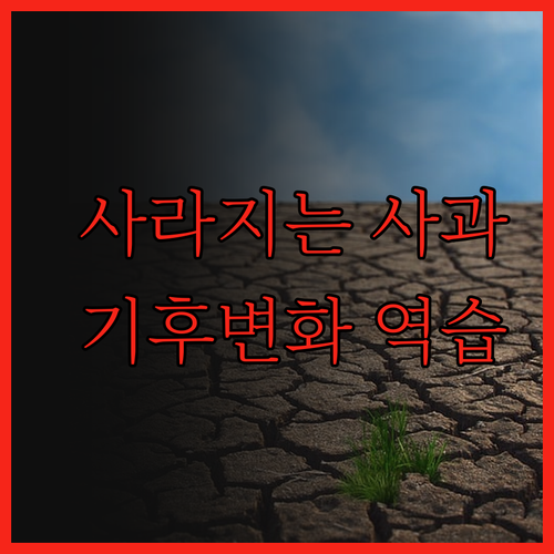 충격! 사과가 사라진다? 기후변화의 