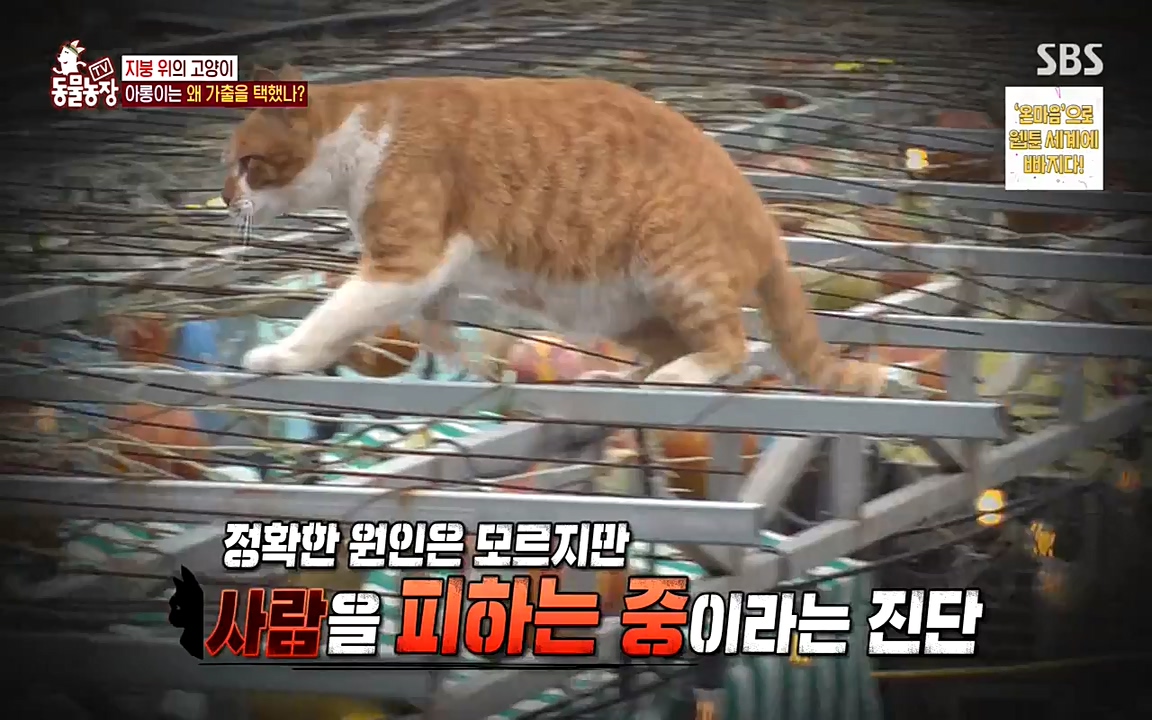 TV 동물농장.E1079.220725p-NEXT.mp4_20220724_151935.618.jpg