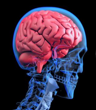 인간의 뇌 구조 사진