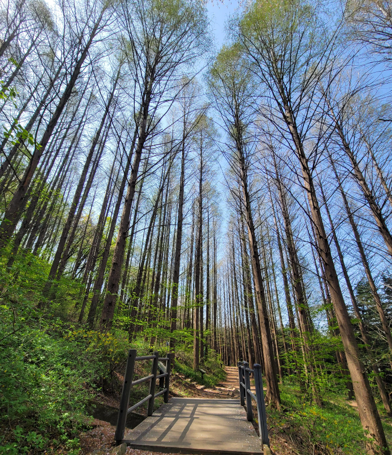 서울 안산 메타세쿼이아 숲