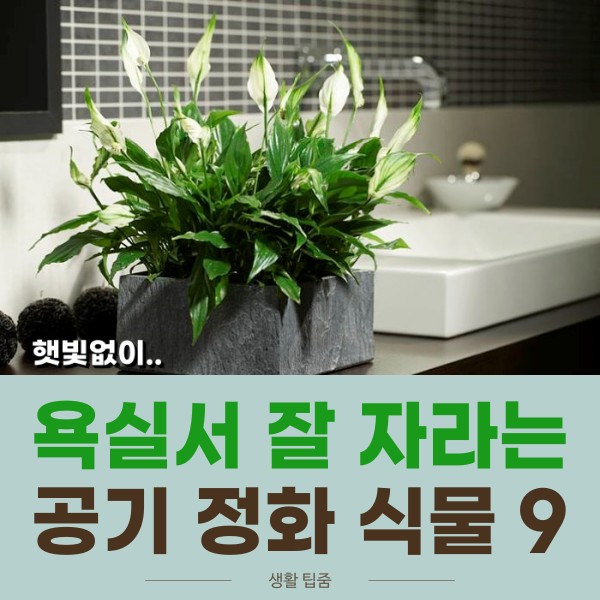 햇빛없이 잘 자라는 욕실 공기정화 식물 best 9