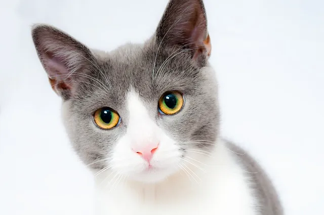 새끼 고양이 꿈 해몽