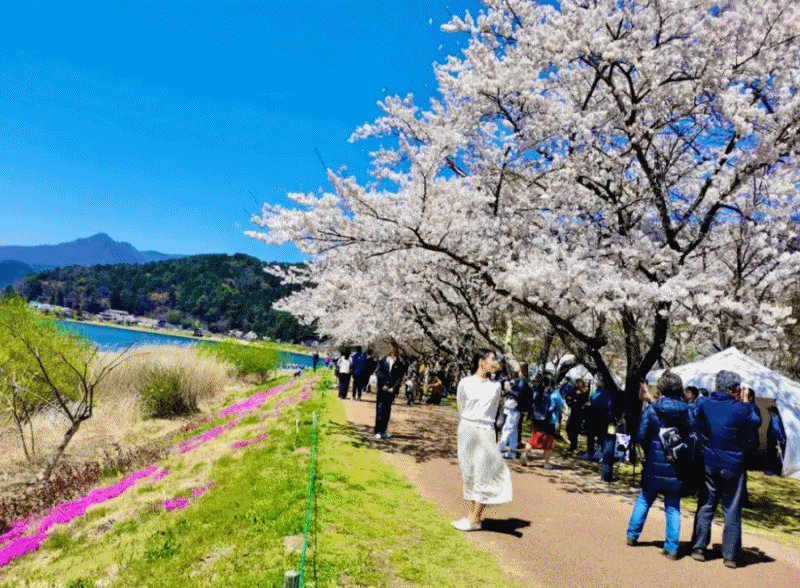  일본 봄여행 도쿄여행코스 / 도쿄의 아름다운 전망과 꽃들이 만발한 가와구치코 오이시 공원과 아라쿠라야마 센겐 공원 추천