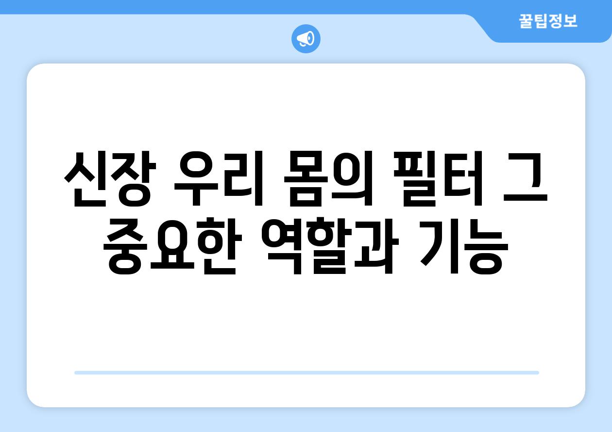 신장 우리 몸의 필터 그 중요한 역할과 기능