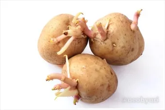 감자 싹나는 시기 파종 시기_21