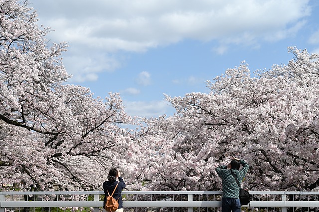 만개한 벚꽃 사진을 찍고있는 남녀