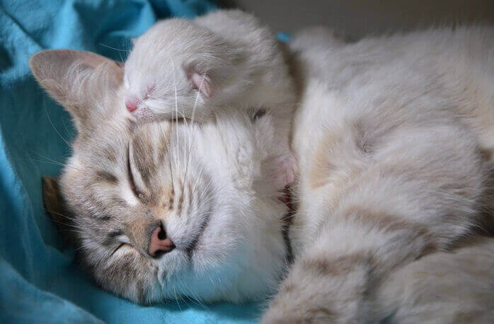 엄마 고양이 머리 위에 자기 얼굴을 포개고 자고 있는 하얀색 아깽이