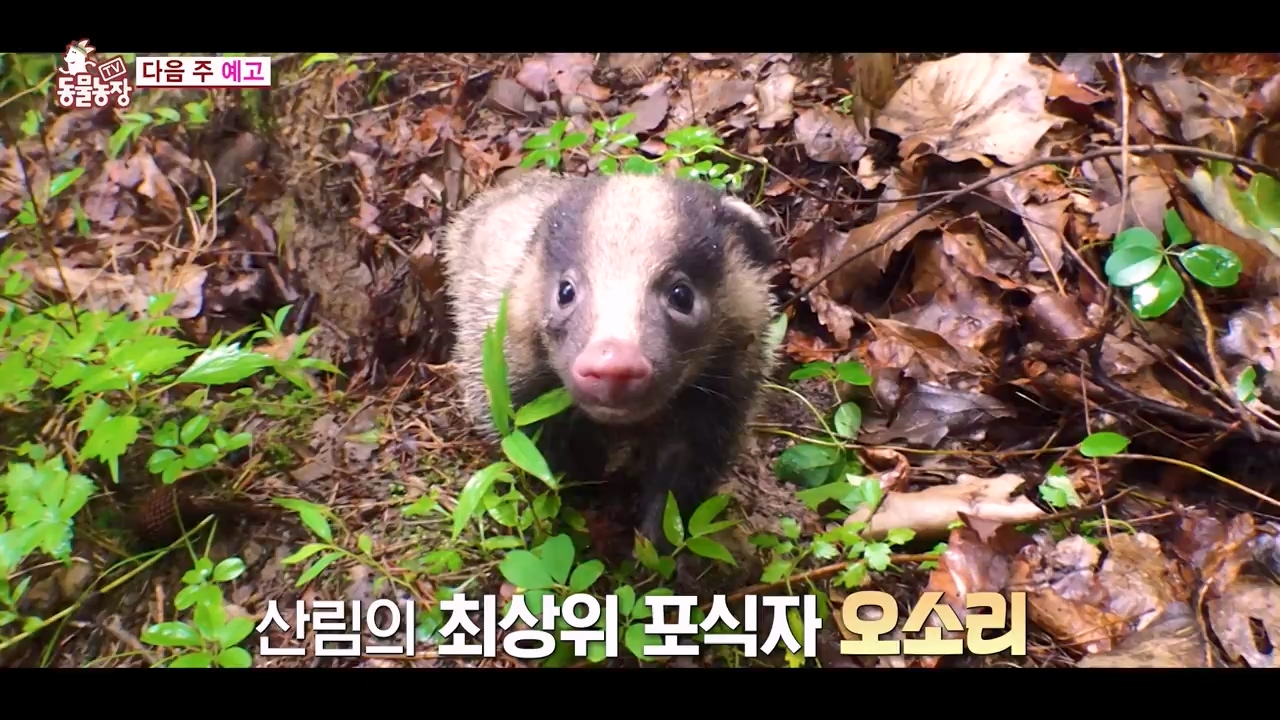 TV 동물농장.E1131.230731p-NEXT.mp4_20230730_191007.020.jpg