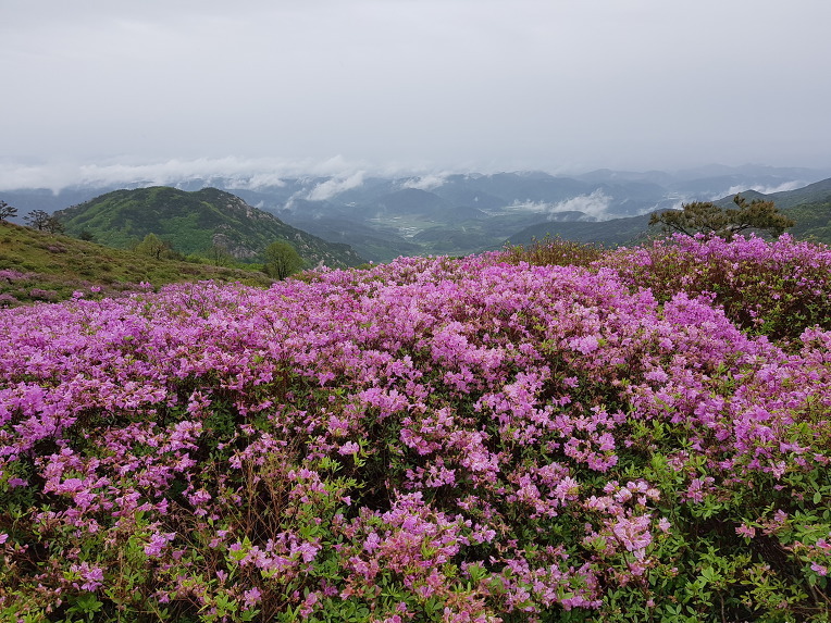  합천 황매산 철쭉길 [철쭉축제장~모산재~영암사]