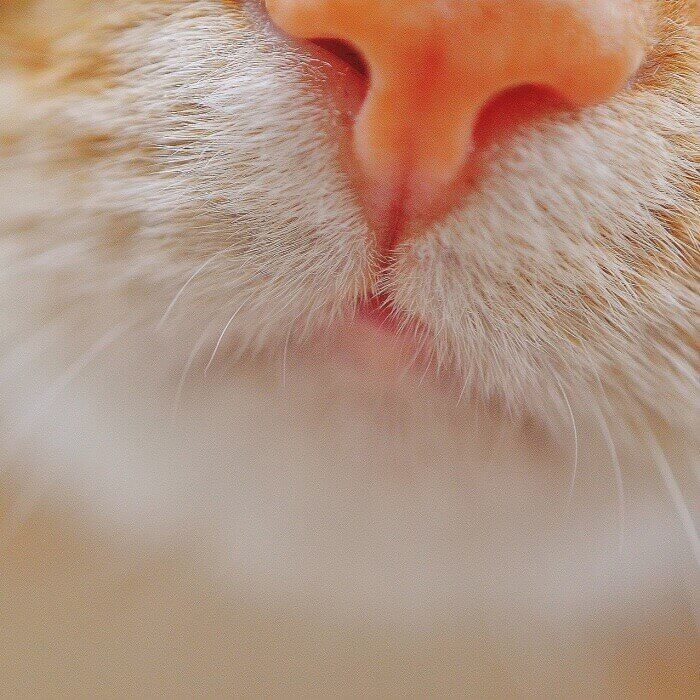 핑크빛-고양이-코