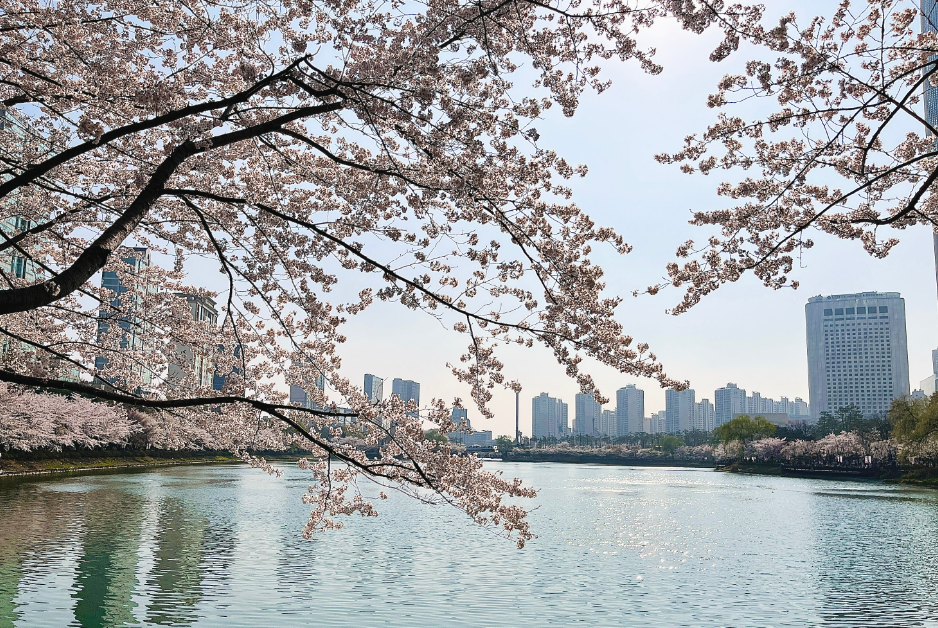 석촌호수 벚꽃축제3