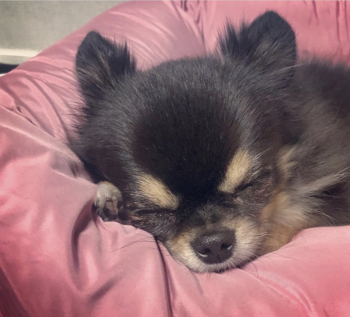 아르르(Arr) 이미지