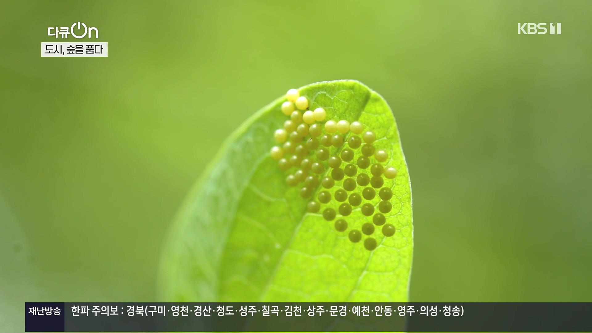 다큐 On.E232.231216p.H264-F1RST.mp4_20231220_204845.294.jpg