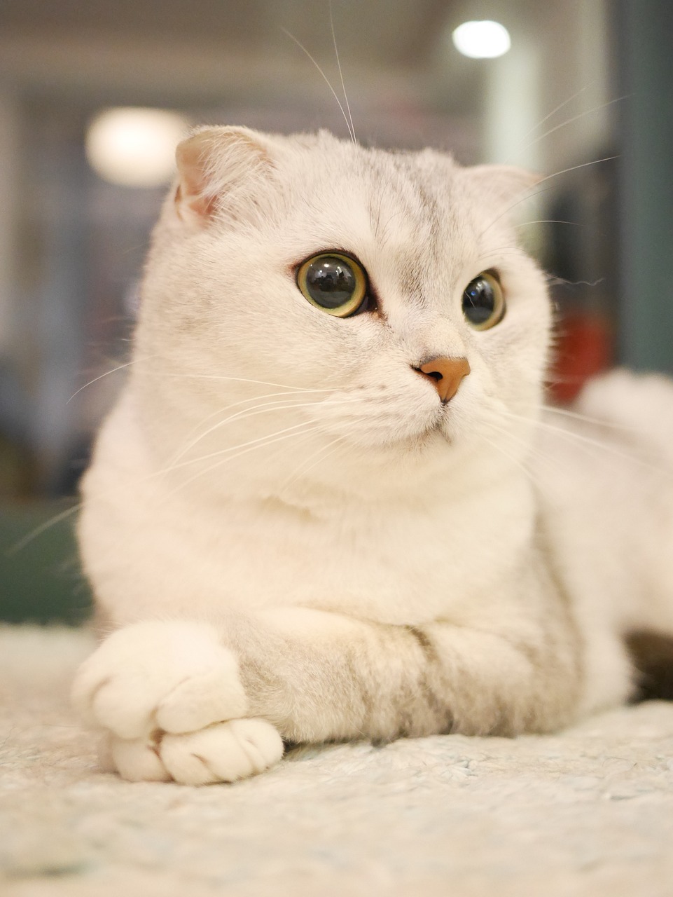 Scottish Fold4