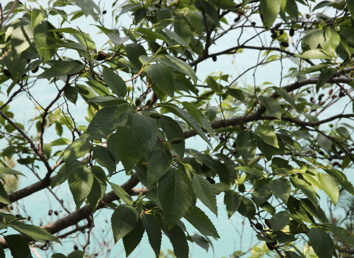  [나무의사 주요수종] 100. 사방오리