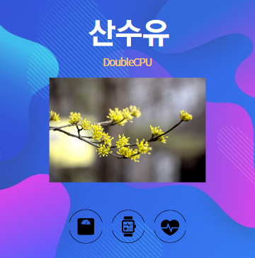 산수유 알아보기