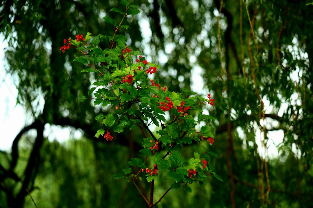 Mistletoe