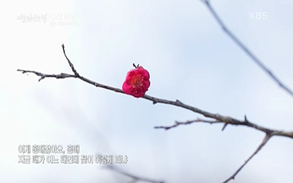 다큐 인사이트 - KBS인생정원 - 붉은 매화가 피면] 봄이면 가장 먼저, 그리고 가장 붉게 피어나는 강인한 소성의 매화.ts_20220818_205147.577.jpg