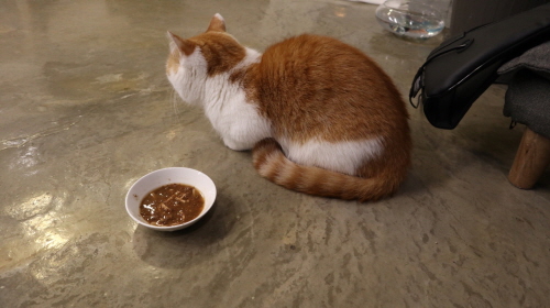 고양이밥