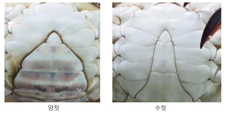  꽃게 맛있는 시기와 고르는 방법
