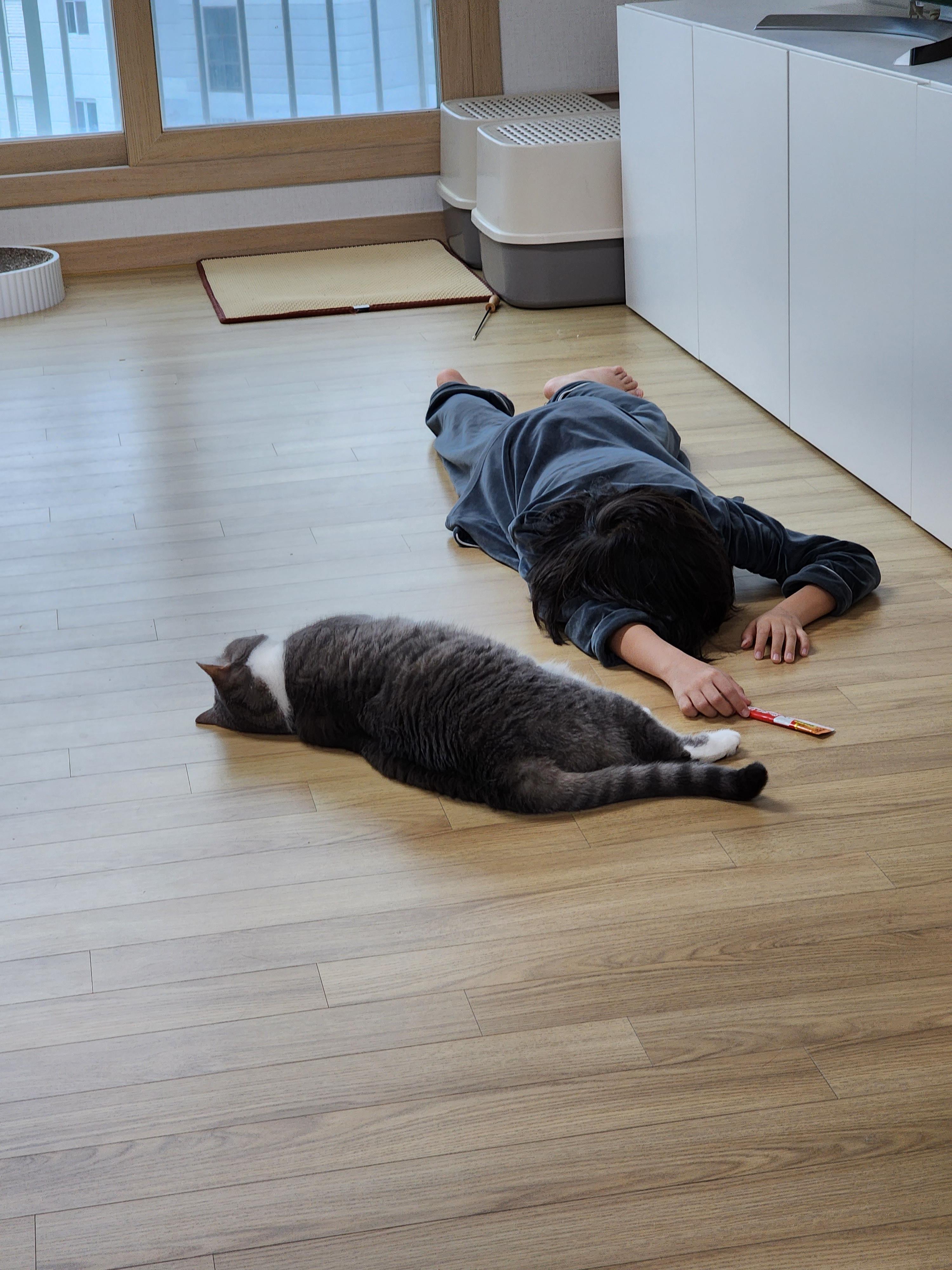 브리티쉬 숏헤어 화이트 그레이 두마리 고양이 집사